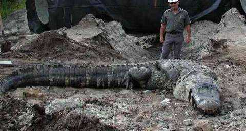 18 Foot Long Alligator