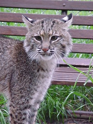 Bobcat North Carolina