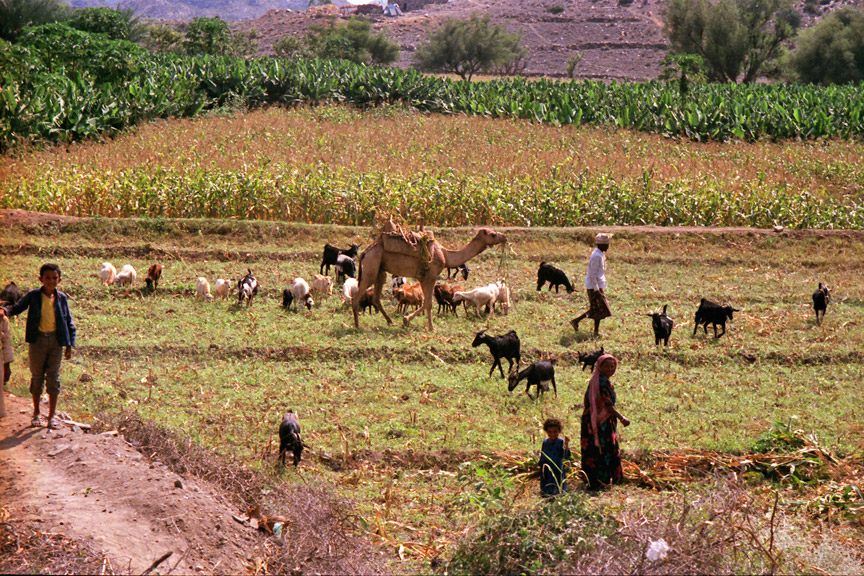 Countryside of the Yemen  Travel Photos by Galen R Frysinger