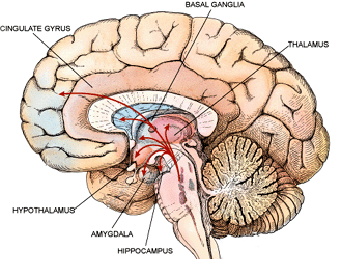 Where Is the Amygdala Located in the Brain